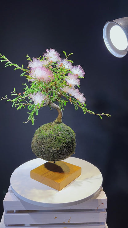 Kokedama Bonsai Caliandra (Flor)