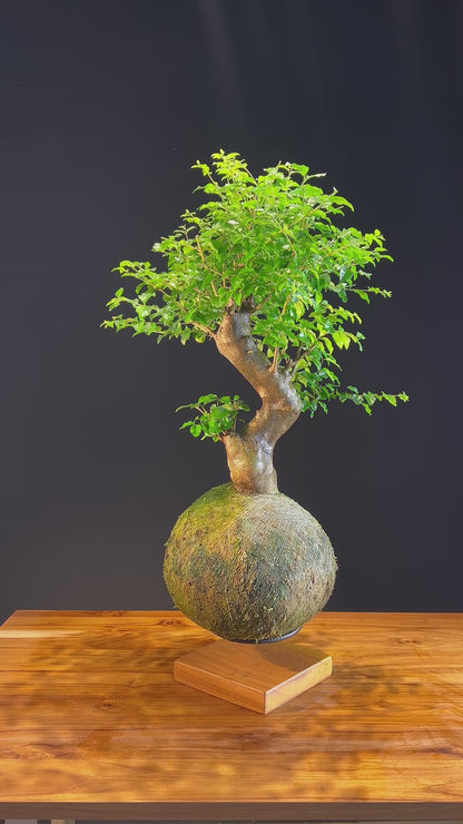 Kokedama Bonsai Ligustro (G)