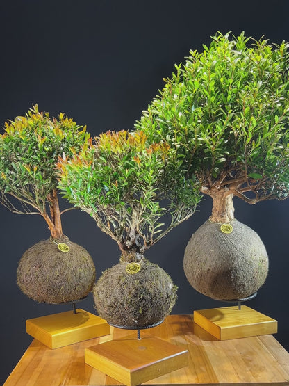 Kokedama Bonsai Cereja G (Frutífera)