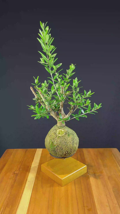 Kokedama Bonsai Oliveira