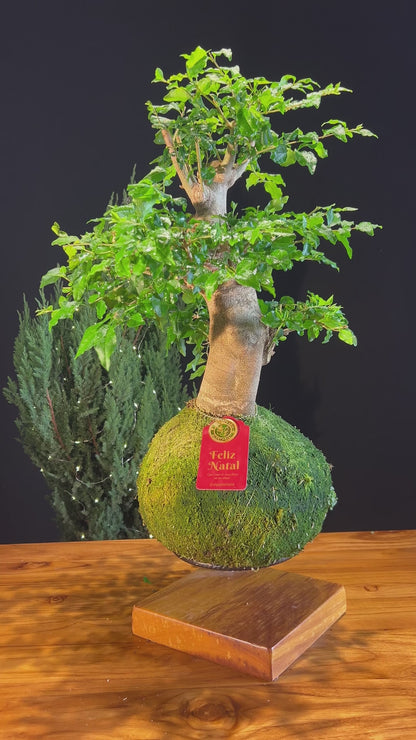 Kokedama Bonsai Ligustro (G)