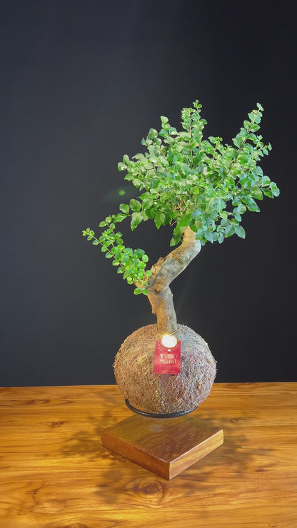 Kokedama Bonsai Ligustro (Premium)