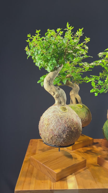 Kokedama Bonsai Ligustro (Premium)