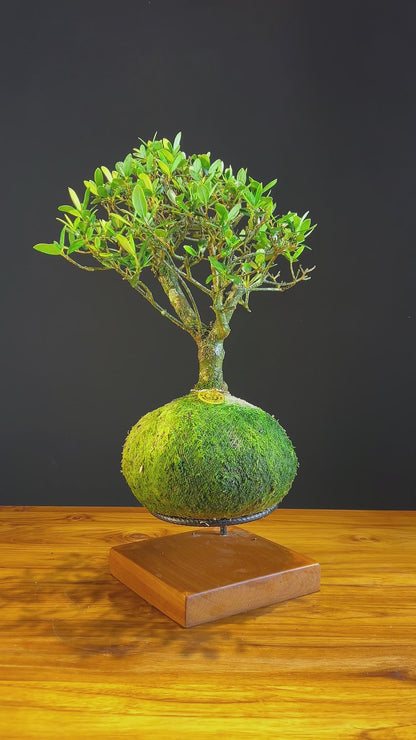 Kokedama Bonsai Oliveira