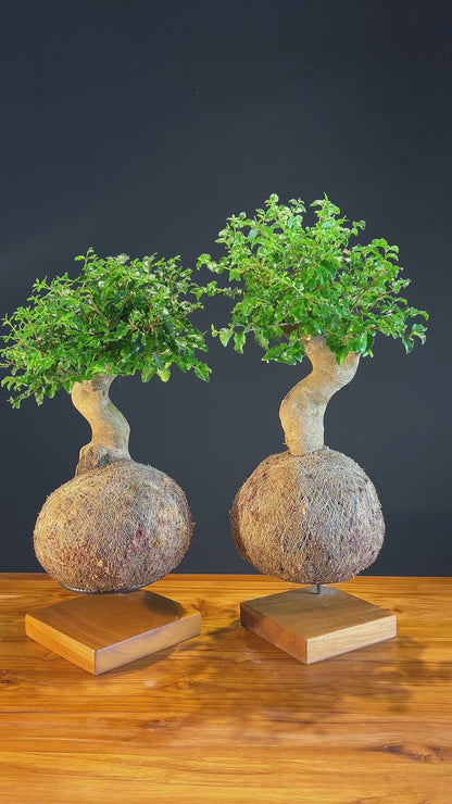 Kokedama Bonsai Ligustro (Premium)