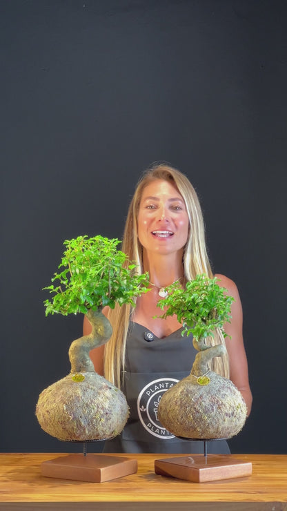 Kokedama Bonsai Família (2 peças)