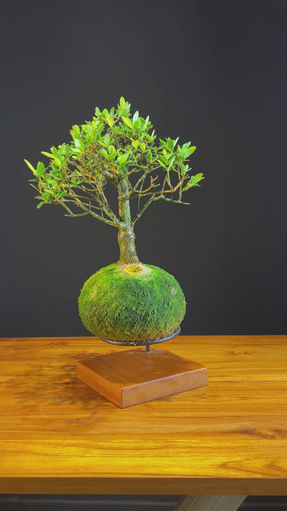 Kokedama Bonsai Oliveira