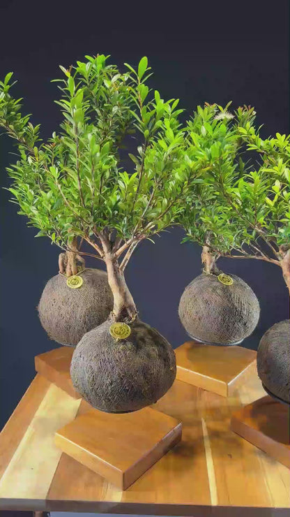 Kokedama Bonsai Cereja (Frutifera)