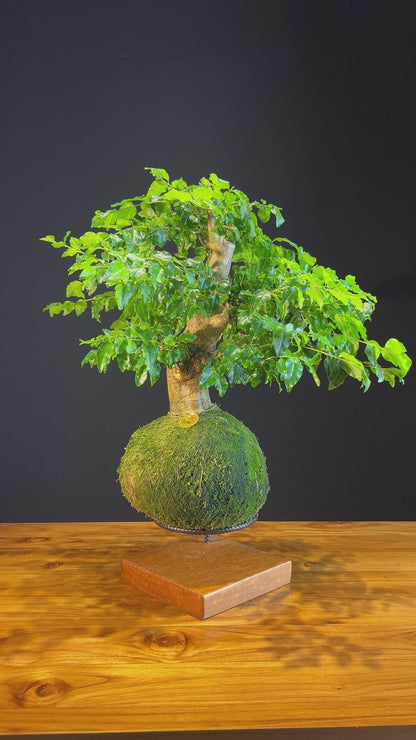 Kokedama Bonsai Ligustro (G)