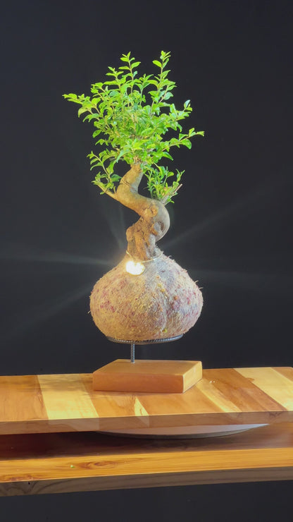 Kokedama Bonsai Ligustro (Premium)