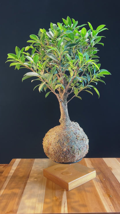 Kokedama Bonsai Figueira